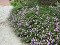 trailing lantana, weeping lantana, small lantana, purple lantana , trailing shrubverbena
